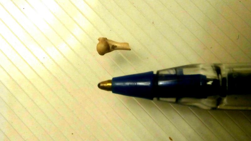 Descubren una pequeña rana fósil de 2 millones de años