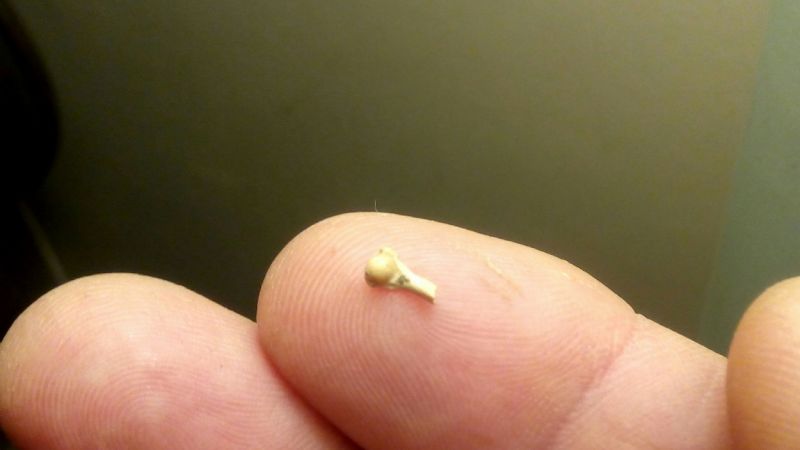 Descubren una pequeña rana fósil de 2 millones de años