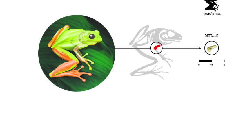 Descubren una pequeña rana fósil de 2 millones de años