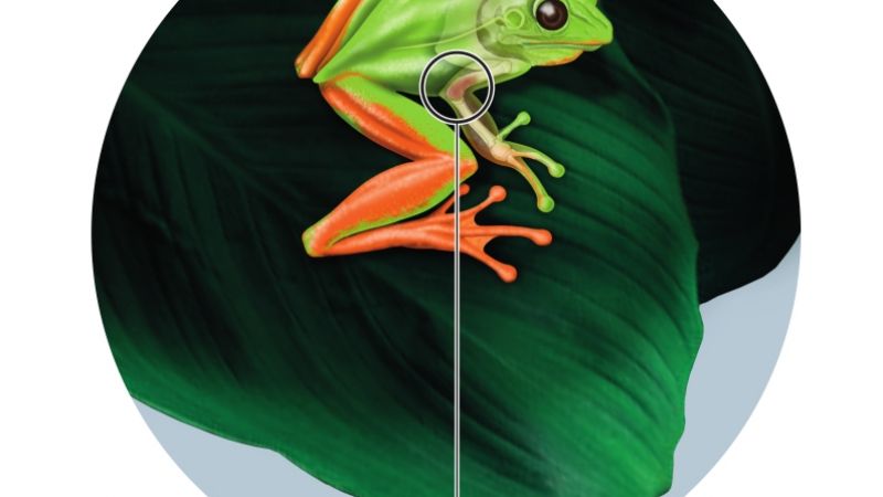 Descubren una pequeña rana fósil de 2 millones de años