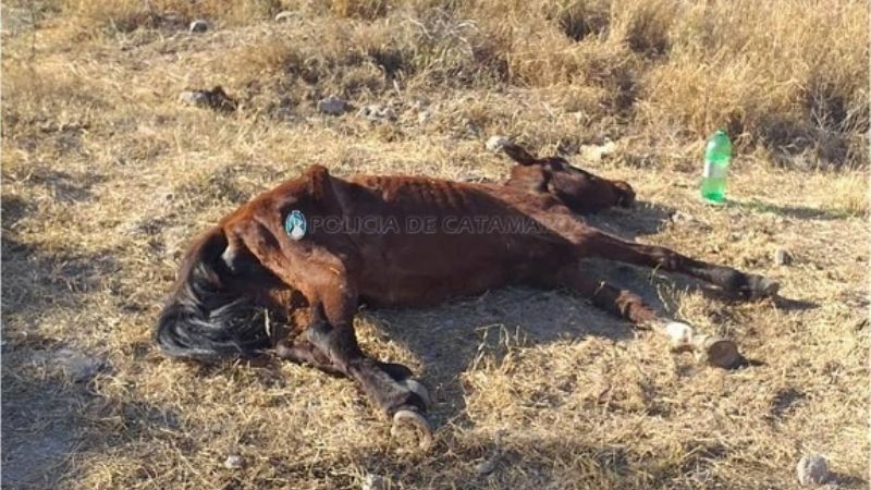 Rescatan un caballo en estado de abandono
