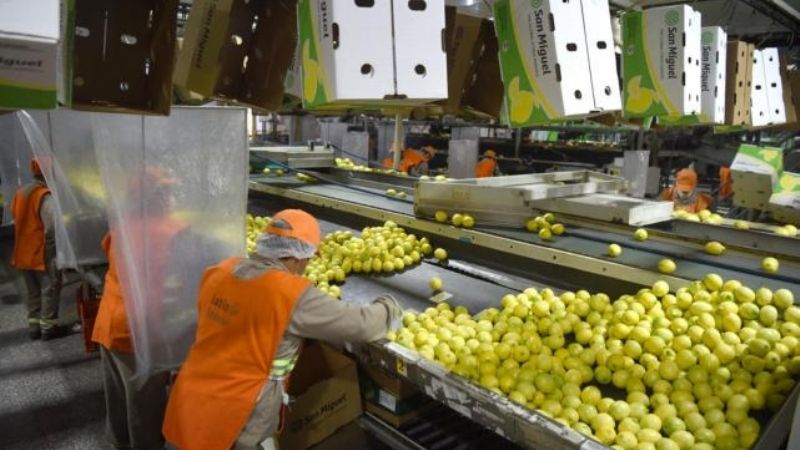 Citrícolas del NOA realizan los primeros envíos a China