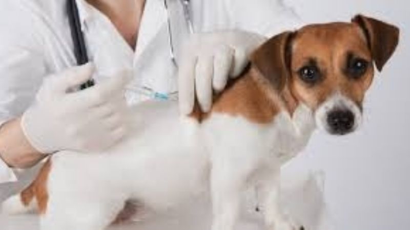 Campaña de vacunación de mascotas