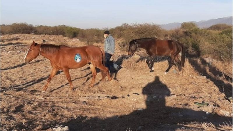 Secuestran animales sueltos