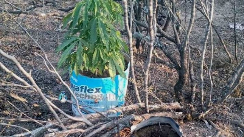 Encuentran dos plantas de marihuana en un baldío cerca del Predio Ferial