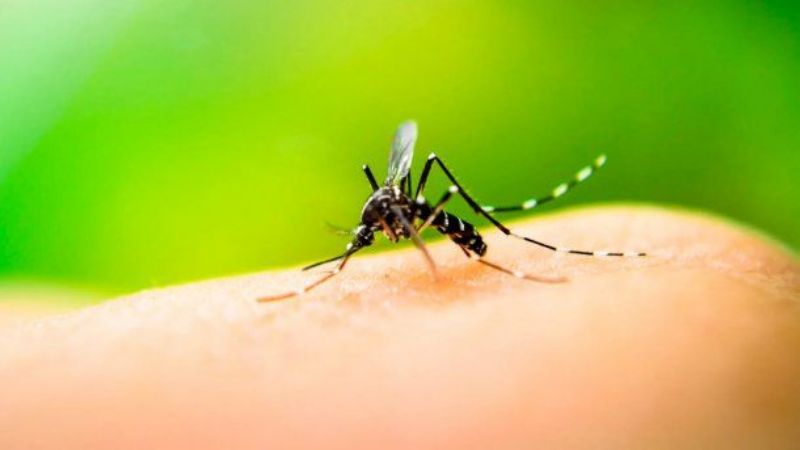 Confirman el mayor registro histórico de dengue en Argentina