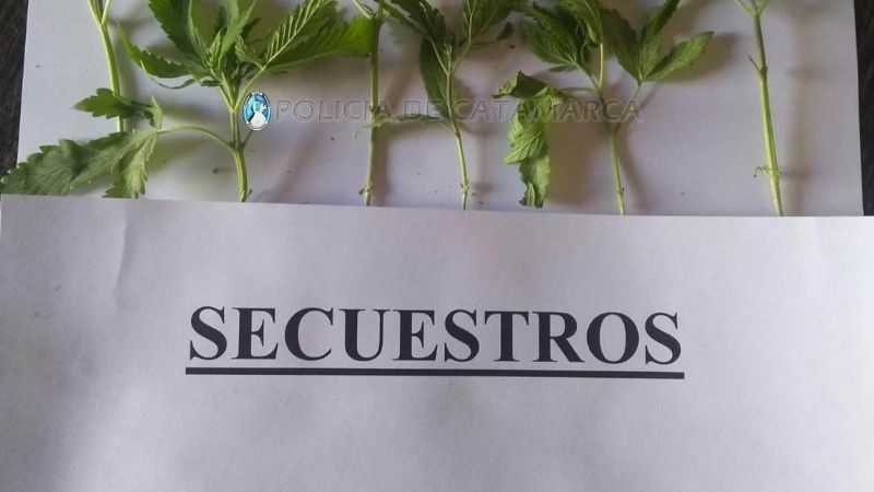 Rastrillaban un campo por el asesinato en Pomán y encontraron plantines de marihuana