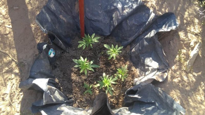 Rastrillaban un campo por el asesinato en Pomán y encontraron plantines de marihuana