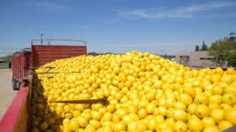 Por la peste "mancha negra", frenan exportaciones de limones tucumanos