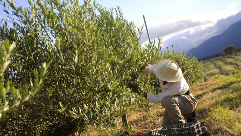 Se suspende el paro por compromiso de pago a trabajadores olivícolas