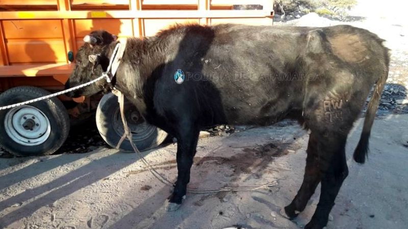 Tres arrestados por adulterar la marca y señal de un animal vacuno