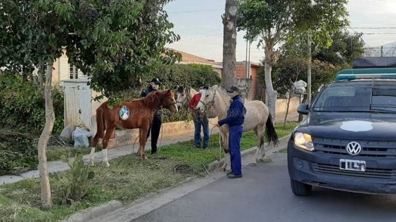 Secuestran tres animales que paseaban por las calles