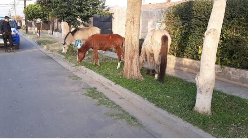 Secuestran tres animales que paseaban por las calles