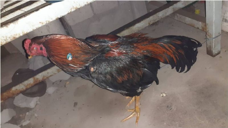 Arrestan a siete personas, secuestran varios vehículos y gallos de riñas