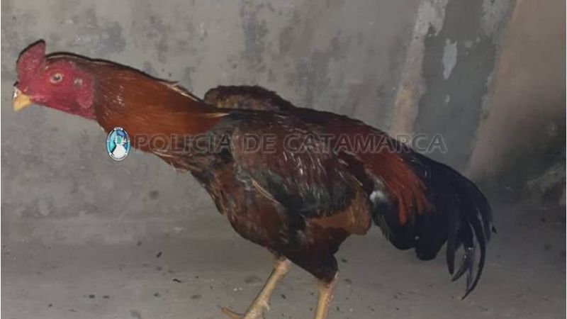 Arrestan a siete personas, secuestran varios vehículos y gallos de riñas