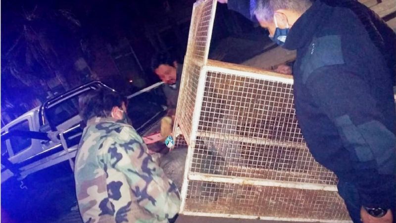 Apareció un jabalí en el patio de su casa en Valle Viejo