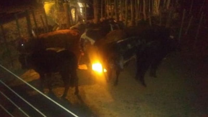Un detenido por el robo de diez animales a los que marcó como propios