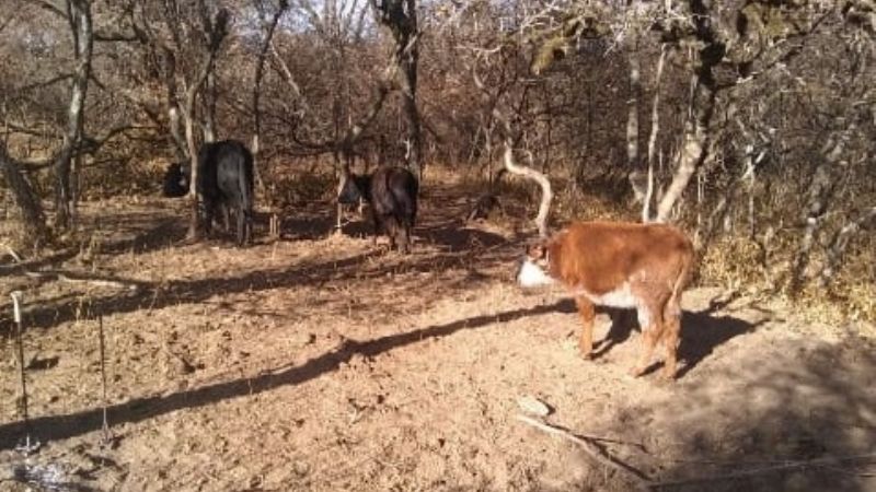 Un detenido por el robo de diez animales a los que marcó como propios