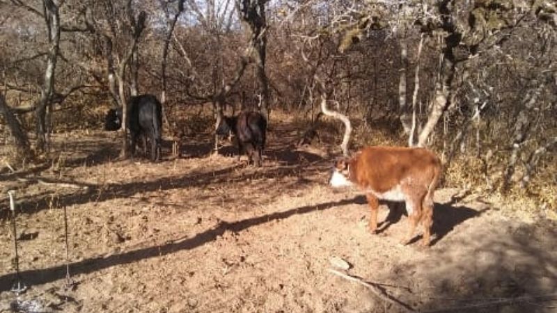 Un detenido por el robo de diez animales a los que marcó como propios