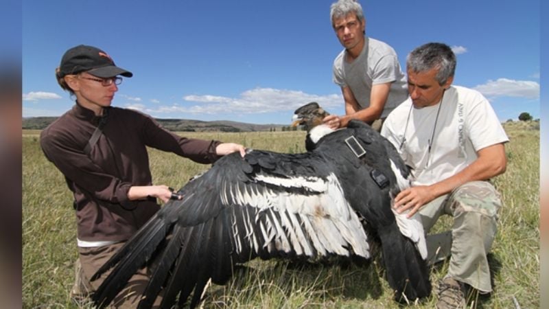 Cóndor andino: el arte de volar en las alturas con el mínimo esfuerzo