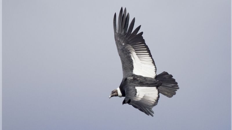 Cóndor andino: el arte de volar en las alturas con el mínimo esfuerzo