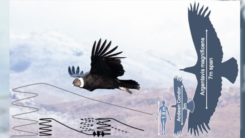 Cóndor andino: el arte de volar en las alturas con el mínimo esfuerzo