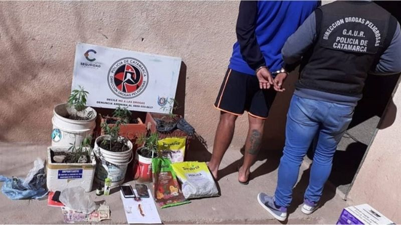 Secuestran semillas, plantines y aceite de marihuana en Tinogasta
