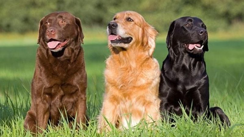 Científicos afirman que un año humano no equivale a siete de perro