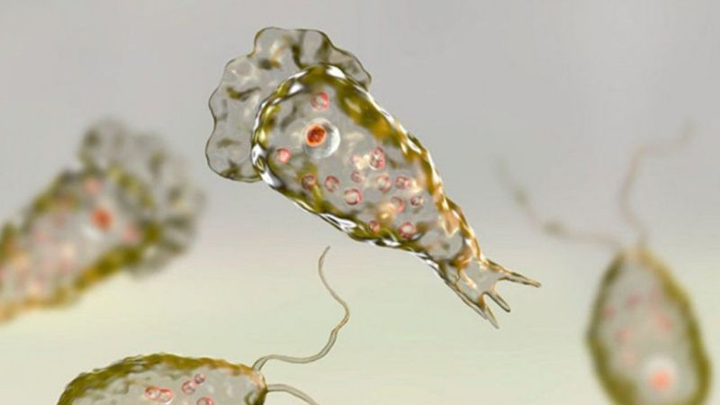 Preocupación por otra muerte a causa de la ameba "come cerebros"