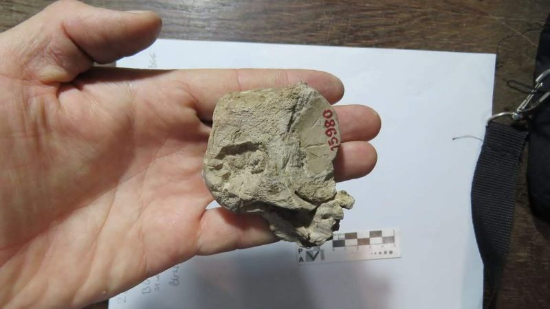 Descubrieron un pez gigante fósil de 70 millones de años en la Patagonia