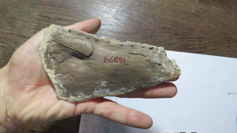 Descubrieron un pez gigante fósil de 70 millones de años en la Patagonia