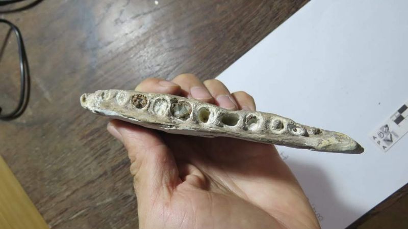 Descubrieron un pez gigante fósil de 70 millones de años en la Patagonia