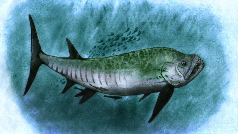 Descubrieron un pez gigante fósil de 70 millones de años en la Patagonia