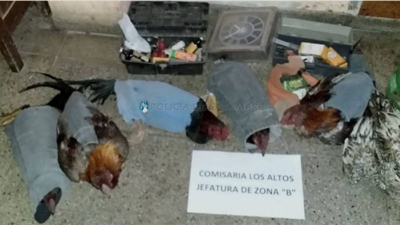 Rompieron el aislamiento obligatorio para hacer una riña de gallos