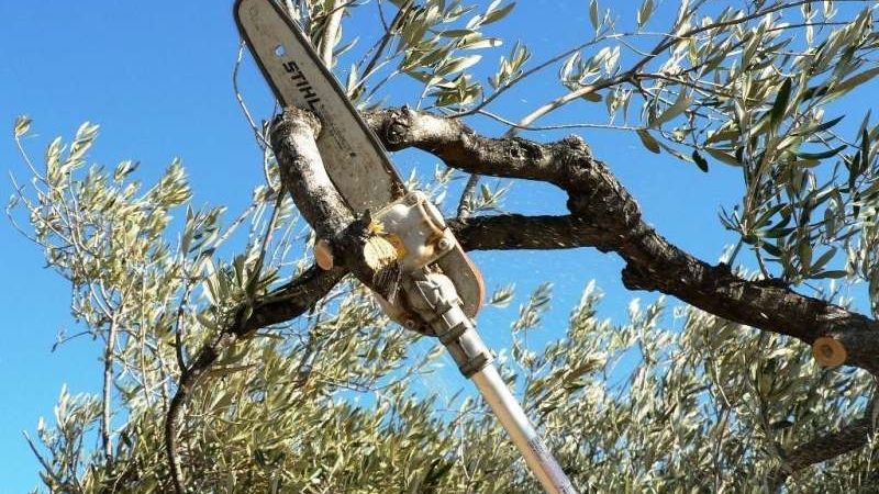 Prohibido podar árboles hasta salir de la Fase 1