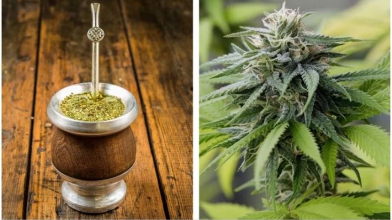 Mate cannábico: Furor en el mercado internacional
