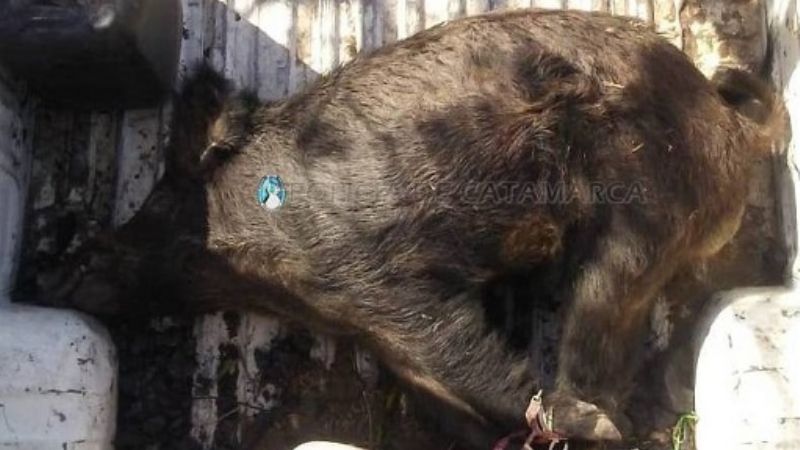 Cinco detenidos y un jabalí secuestrado