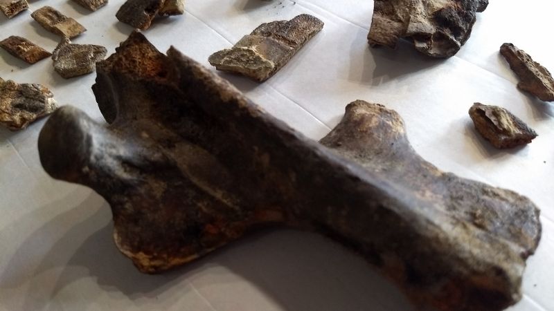 Hallaron un armadillo fósil de 700 mil años que “sobrevivió” a la batalla de Vuelta de Obligado