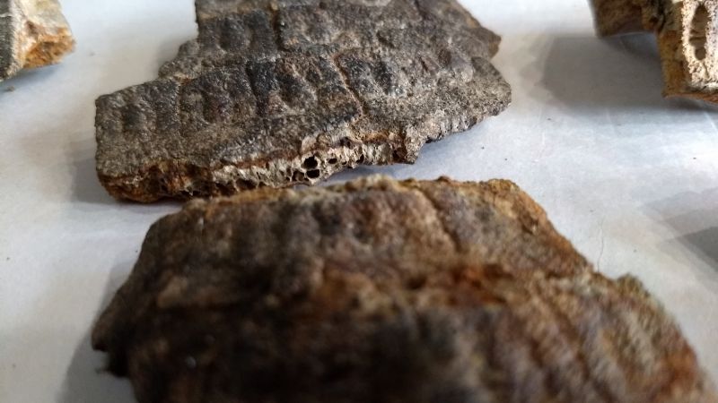 Hallaron un armadillo fósil de 700 mil años que “sobrevivió” a la batalla de Vuelta de Obligado