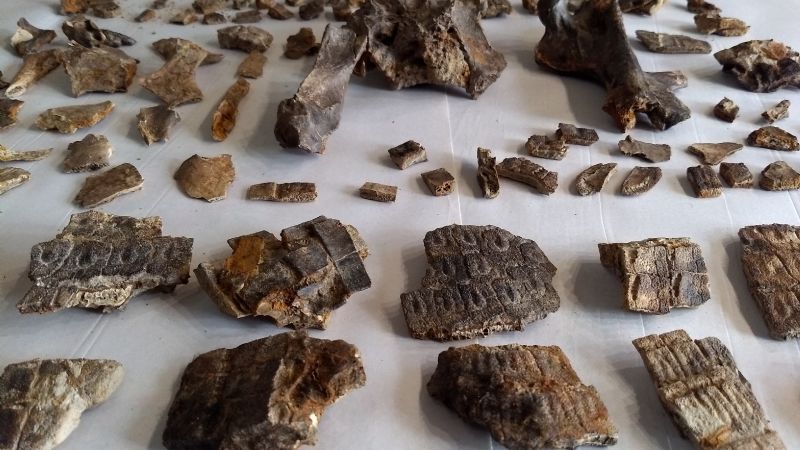 Hallaron un armadillo fósil de 700 mil años que “sobrevivió” a la batalla de Vuelta de Obligado