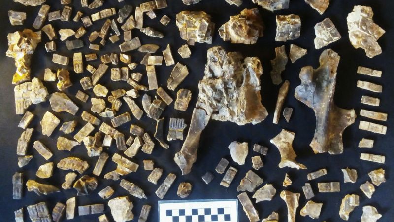 Hallaron un armadillo fósil de 700 mil años que “sobrevivió” a la batalla de Vuelta de Obligado