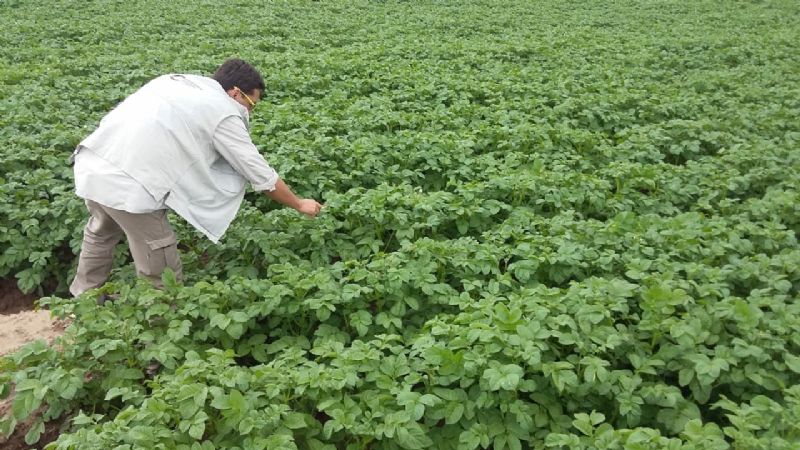 Comenzó la inscripción anual de productores de papa semilla