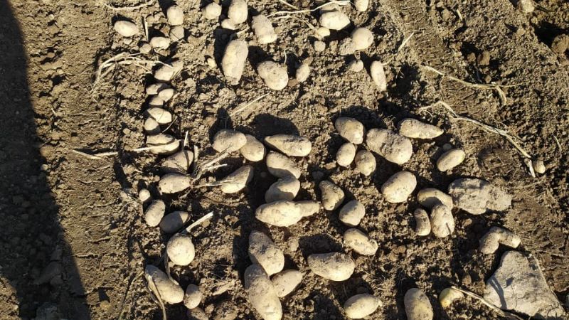 Comenzó la inscripción anual de productores de papa semilla