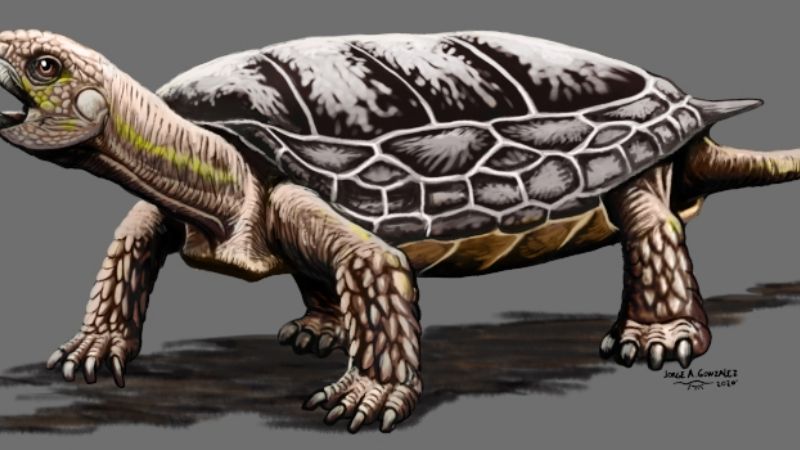 Descubren nueva especie de tortuga de unos 205 millones de años de antigüedad
