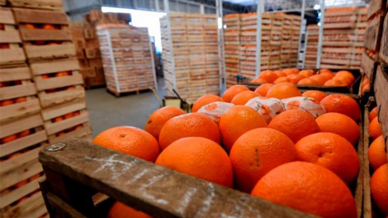 Por una enfermedad, Europa suspendió la compra de naranjas argentinas