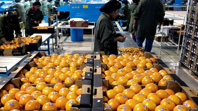 Catamarca incluida en la prórroga de la emergencia citrícola