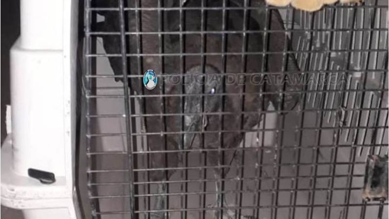Encontraron un cóndor en el patio de una casa