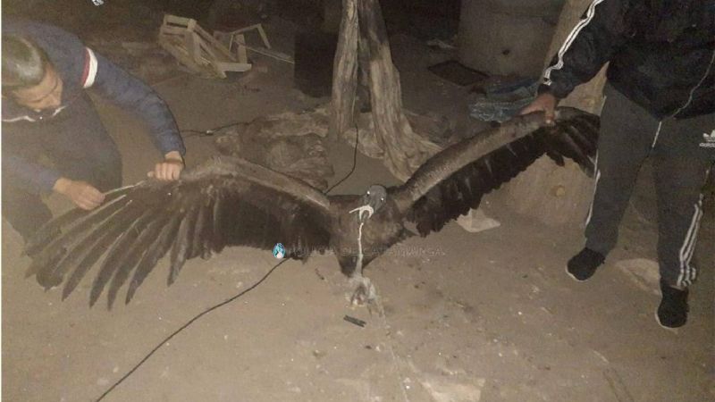 Encontraron un cóndor en el patio de una casa
