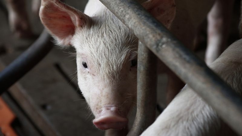 Producción agropecuaria bajo la lupa