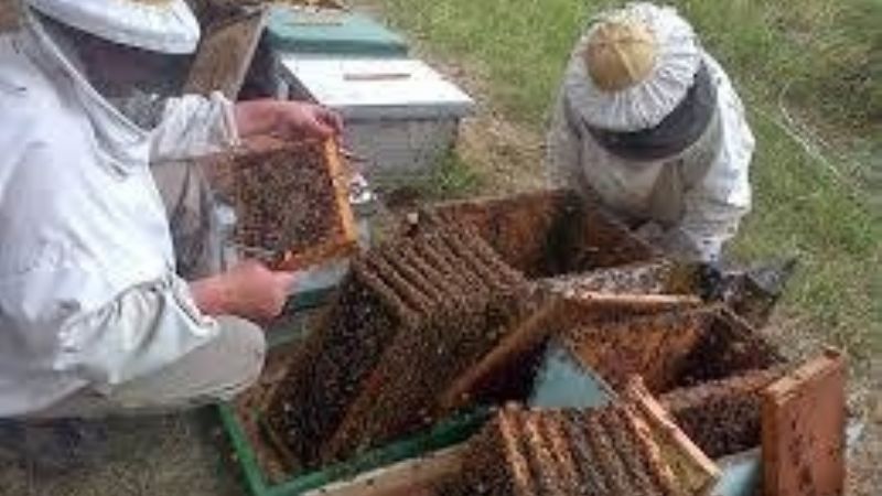 Productores apícolas deben actualizar datos frente al monitoreo de langostas